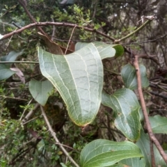 Smilax australis at Tantawangalo, NSW - 20 Dec 2022