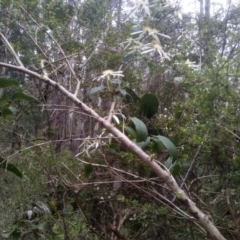 Smilax australis at Tantawangalo, NSW - 20 Dec 2022