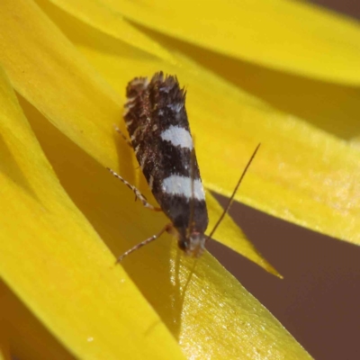 Glyphipterix chrysoplanetis (A Sedge Moth) at Dryandra St Woodland - 17 Dec 2022 by ConBoekel