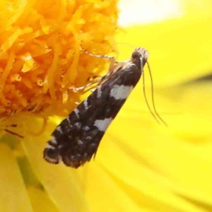 Glyphipterix chrysoplanetis at O'Connor, ACT - 17 Dec 2022