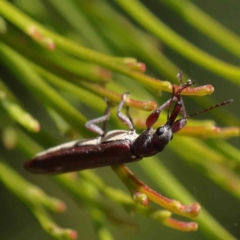 Rhinotia sp. (genus) (Unidentified Rhinotia weevil) at Dryandra St Woodland - 17 Dec 2022 by ConBoekel