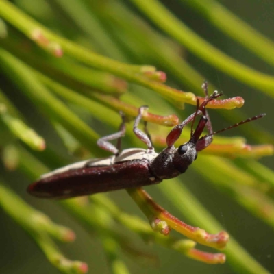 Rhinotia sp. (genus) (Unidentified Rhinotia weevil) at Dryandra St Woodland - 17 Dec 2022 by ConBoekel