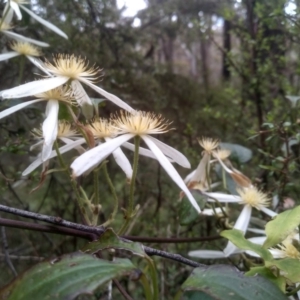 Clematis aristata at Tantawangalo, NSW - 20 Dec 2022