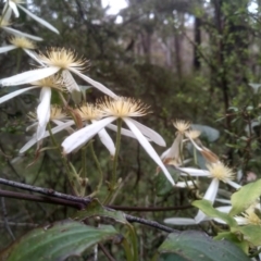 Clematis aristata (Mountain Clematis) at South East Forest National Park - 19 Dec 2022 by mahargiani