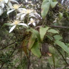 Clematis aristata at Tantawangalo, NSW - 20 Dec 2022