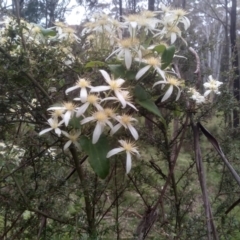 Clematis aristata at Tantawangalo, NSW - 20 Dec 2022