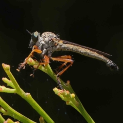 Cerdistus sp. (genus) (Yellow Slender Robber Fly) at O'Connor, ACT - 17 Dec 2022 by ConBoekel