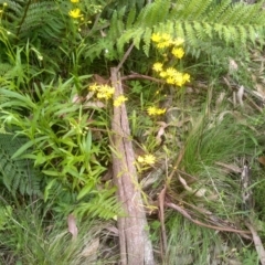 Senecio (genus) (A Fireweed) at Tantawangalo, NSW - 20 Dec 2022 by mahargiani