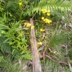 Senecio sp. (A Fireweed) at Nunnock Grassland Walking Track - 20 Dec 2022 by mahargiani