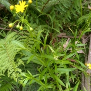 Senecio sp. at Tantawangalo, NSW - 20 Dec 2022 10:41 AM