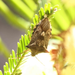 Oechalia schellenbergii (Spined Predatory Shield Bug) at Dryandra St Woodland - 17 Dec 2022 by ConBoekel