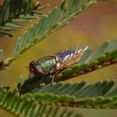 Odontomyia decipiens (Green Soldier Fly) at Dryandra St Woodland - 17 Dec 2022 by ConBoekel