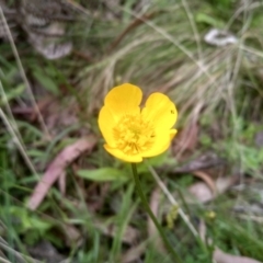 Ranunculus lappaceus at Tantawangalo, NSW - 20 Dec 2022