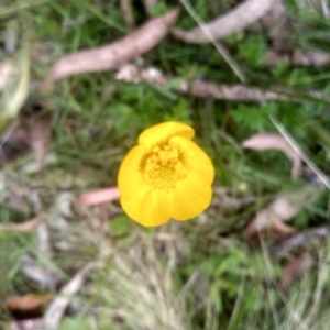 Ranunculus lappaceus at Tantawangalo, NSW - 20 Dec 2022