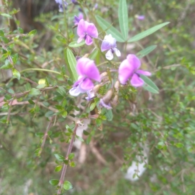 Glycine clandestina (Twining Glycine) at Nunnock Grassland Walking Track - 19 Dec 2022 by mahargiani