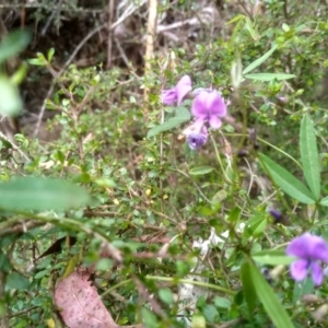 Glycine clandestina at Tantawangalo, NSW - 20 Dec 2022