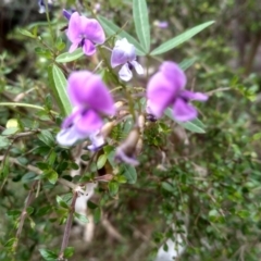 Glycine clandestina at Tantawangalo, NSW - 20 Dec 2022