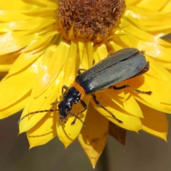 Chauliognathus lugubris (Plague Soldier Beetle) at O'Connor, ACT - 17 Dec 2022 by ConBoekel