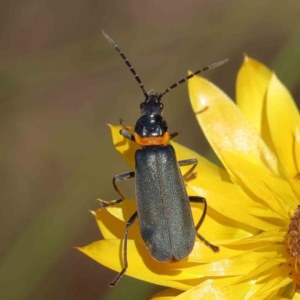 Chauliognathus lugubris at O'Connor, ACT - 17 Dec 2022 12:28 PM