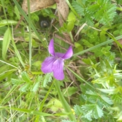 Viola sp. (Violet) at Nunnock Grassland Walking Track - 19 Dec 2022 by mahargiani