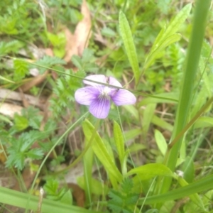 Viola sp. at Tantawangalo, NSW - 20 Dec 2022 10:49 AM