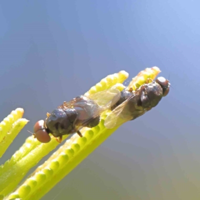 Damaromyia sp. (genus) (Soldier fly) at Dryandra St Woodland - 17 Dec 2022 by ConBoekel