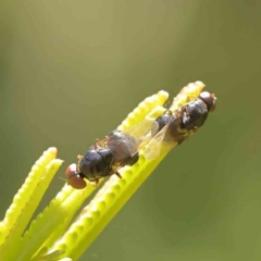 Damaromyia sp. (genus) at suppressed - suppressed