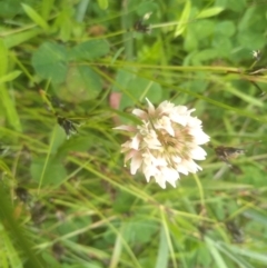 Trifolium repens (White Clover) at Nunnock Grassland Walking Track - 19 Dec 2022 by mahargiani