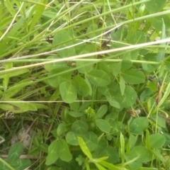 Trifolium repens at Tantawangalo, NSW - 20 Dec 2022