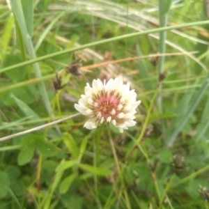 Trifolium repens at Tantawangalo, NSW - 20 Dec 2022