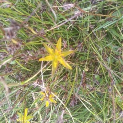 Hypoxis sp. at Nunnock Grassland Walking Track - 20 Dec 2022 by mahargiani