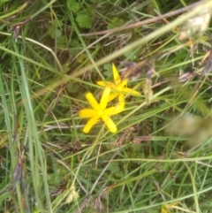 Hypoxis sp. at Glen Allen, NSW - 20 Dec 2022