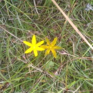 Hypoxis sp. at Glen Allen, NSW - 20 Dec 2022