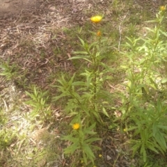 Xerochrysum bracteatum (Golden Everlasting) at Glen Allen, NSW - 20 Dec 2022 by mahargiani