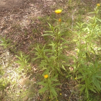 Xerochrysum bracteatum (Golden Everlasting) at Glenbog State Forest - 20 Dec 2022 by mahargiani