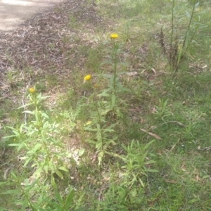 Xerochrysum bracteatum at Glen Allen, NSW - 20 Dec 2022