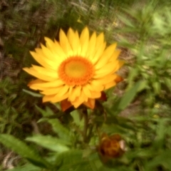 Xerochrysum bracteatum at Glen Allen, NSW - 20 Dec 2022