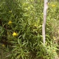 Senecio linearifolius (Fireweed Groundsel, Fireweed) at Glen Allen, NSW - 20 Dec 2022 by mahargiani