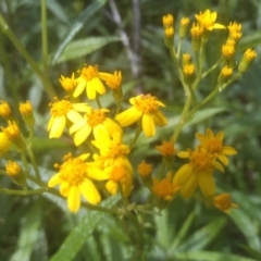 Senecio linearifolius at Glen Allen, NSW - 20 Dec 2022