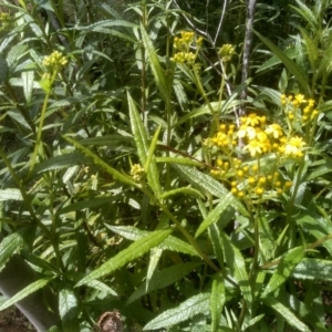 Senecio linearifolius at Glen Allen, NSW - 20 Dec 2022 11:20 AM