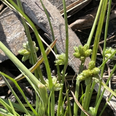 Isolepis gaudichaudiana (Benambra Club-sedge) at Wollogorang, NSW - 20 Dec 2022 by JaneR