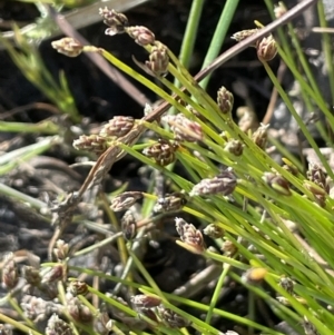 Isolepis cernua at Wollogorang, NSW - 20 Dec 2022