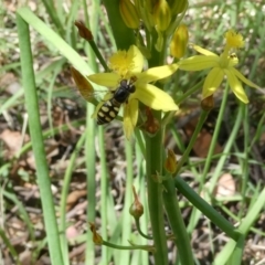 Melangyna sp. (genus) (Hover Fly) at Flea Bog Flat to Emu Creek Corridor - 19 Dec 2022 by JohnGiacon