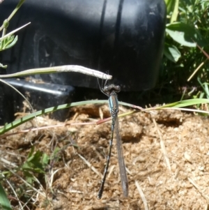 Austrolestes leda at Emu Creek - 18 Dec 2022