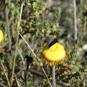 Erina sp. (genus) at Aranda, ACT - 18 Dec 2022