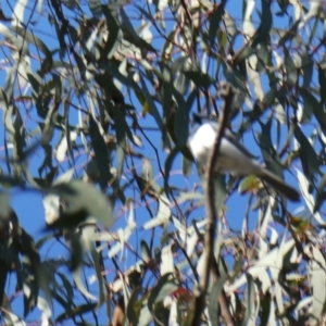 Myiagra rubecula at Aranda, ACT - 18 Dec 2022 08:55 AM