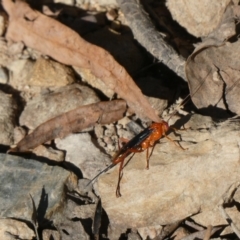 Lissopimpla excelsa (Orchid dupe wasp, Dusky-winged Ichneumonid) at Aranda, ACT - 18 Dec 2022 by JohnGiacon