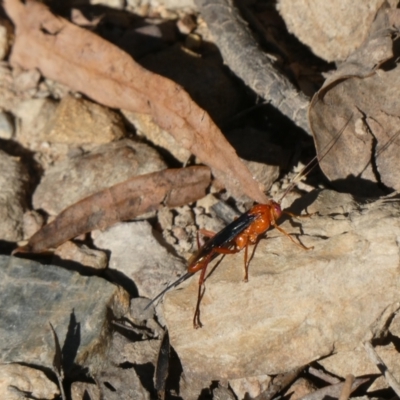 Lissopimpla excelsa (Orchid dupe wasp, Dusky-winged Ichneumonid) at Aranda Bushland - 17 Dec 2022 by JohnGiacon