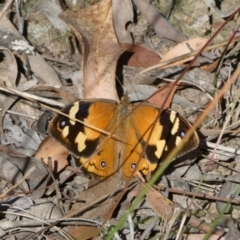 Heteronympha merope (Common Brown Butterfly) at Black Mountain - 17 Dec 2022 by JohnGiacon