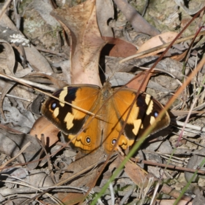 Heteronympha merope (Common Brown Butterfly) at Aranda, ACT - 17 Dec 2022 by jgiacon